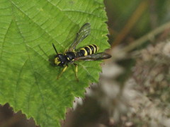 Cerceris arenaria