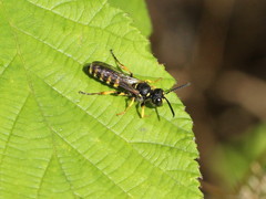 Cerceris arenaria