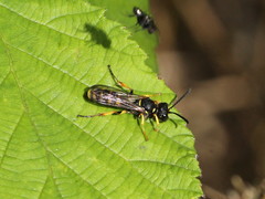 Cerceris arenaria