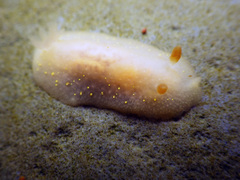 Cadlina modesta