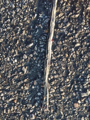 Masticophis taeniatus taeniatus