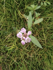 Persicaria criopolitana