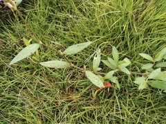 Persicaria criopolitana