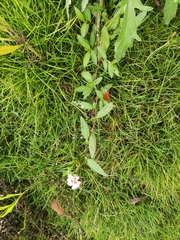 Persicaria criopolitana