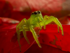 Mopsus