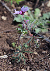Geranium linearilobum