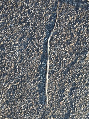 Masticophis taeniatus taeniatus