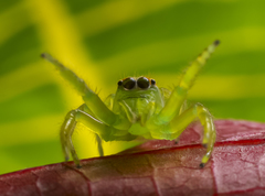 Mopsus