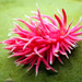 Hopkins' Rose Nudibranch - Photo (c) Donna Pomeroy, some rights reserved (CC BY-NC), uploaded by Donna Pomeroy