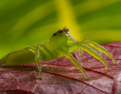 Mopsus