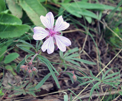 Geranium linearilobum
