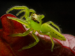 Mopsus
