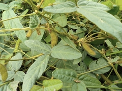 Glycine max soja