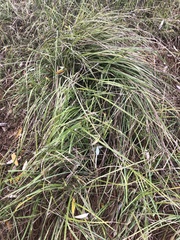 Carex barbarae