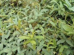 Glycine max soja