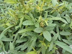 Glycine max soja
