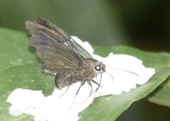 Astraptes apastus
