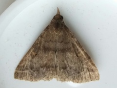 Phalaenostola larentioides