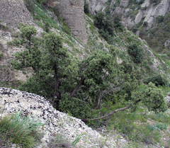 Juniperus polycarpos