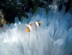Amphiprion tricinctus