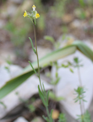 Linaria simplex