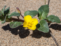 Camissoniopsis cheiranthifolia cheiranthifolia