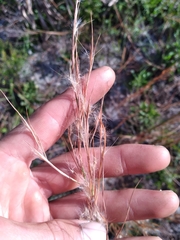 Andropogon gyrans