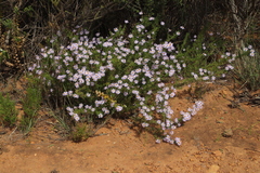 Felicia fruticosa