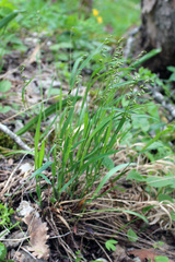 Melica picta