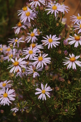 Felicia fruticosa