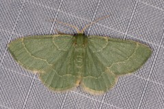 Chlorochlamys