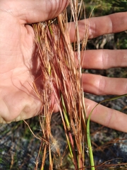 Andropogon gyrans
