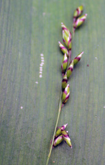 Melica picta