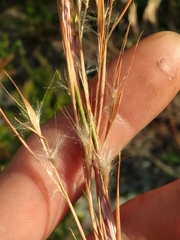Andropogon gyrans