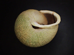 Micrarionta rufocincta