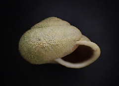 Micrarionta rufocincta