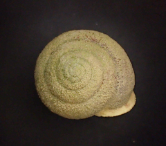 Micrarionta rufocincta