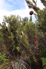 Protea burchellii × laurifolia
