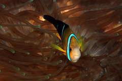 Amphiprion tricinctus