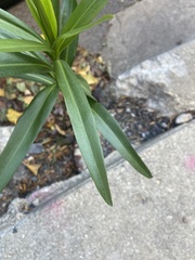 Angiospermae