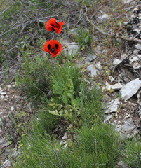 Papaver commutatum