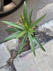 Angiospermae
