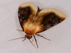 Chrysoecia scira