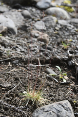 Festuca auriculata