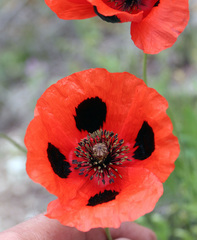 Papaver commutatum