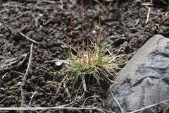 Festuca auriculata
