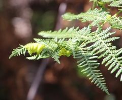 Eriophyes quadrifidus