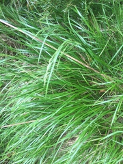 Poa anceps anceps