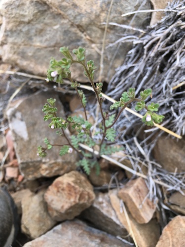 Limestone phacelia (Phacelia affinis)
