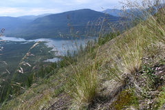 Festuca richardsonii